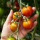 How to Grow Tomatoes At Home