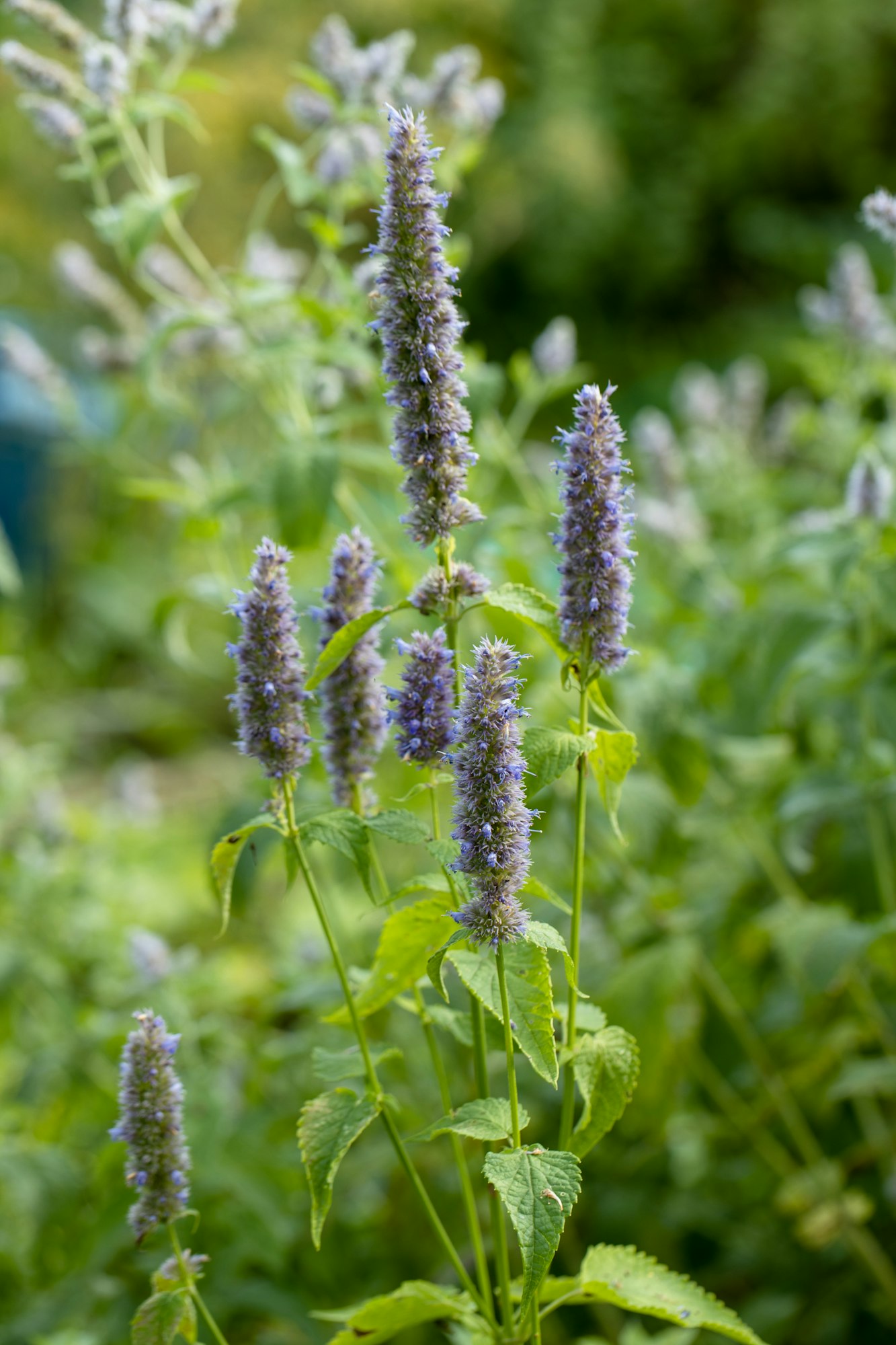 Caring for Hyssop