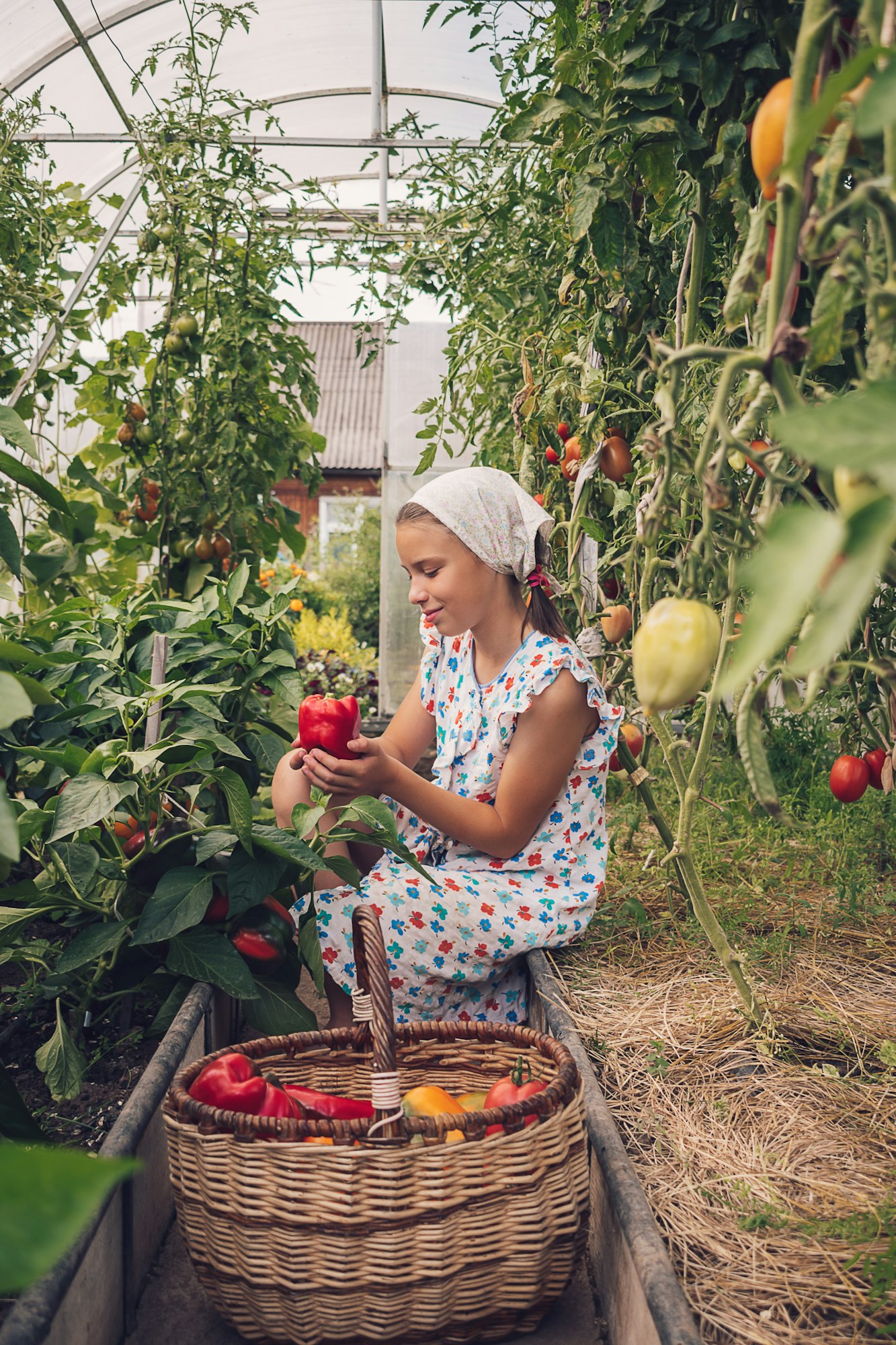 Harvesting pepper