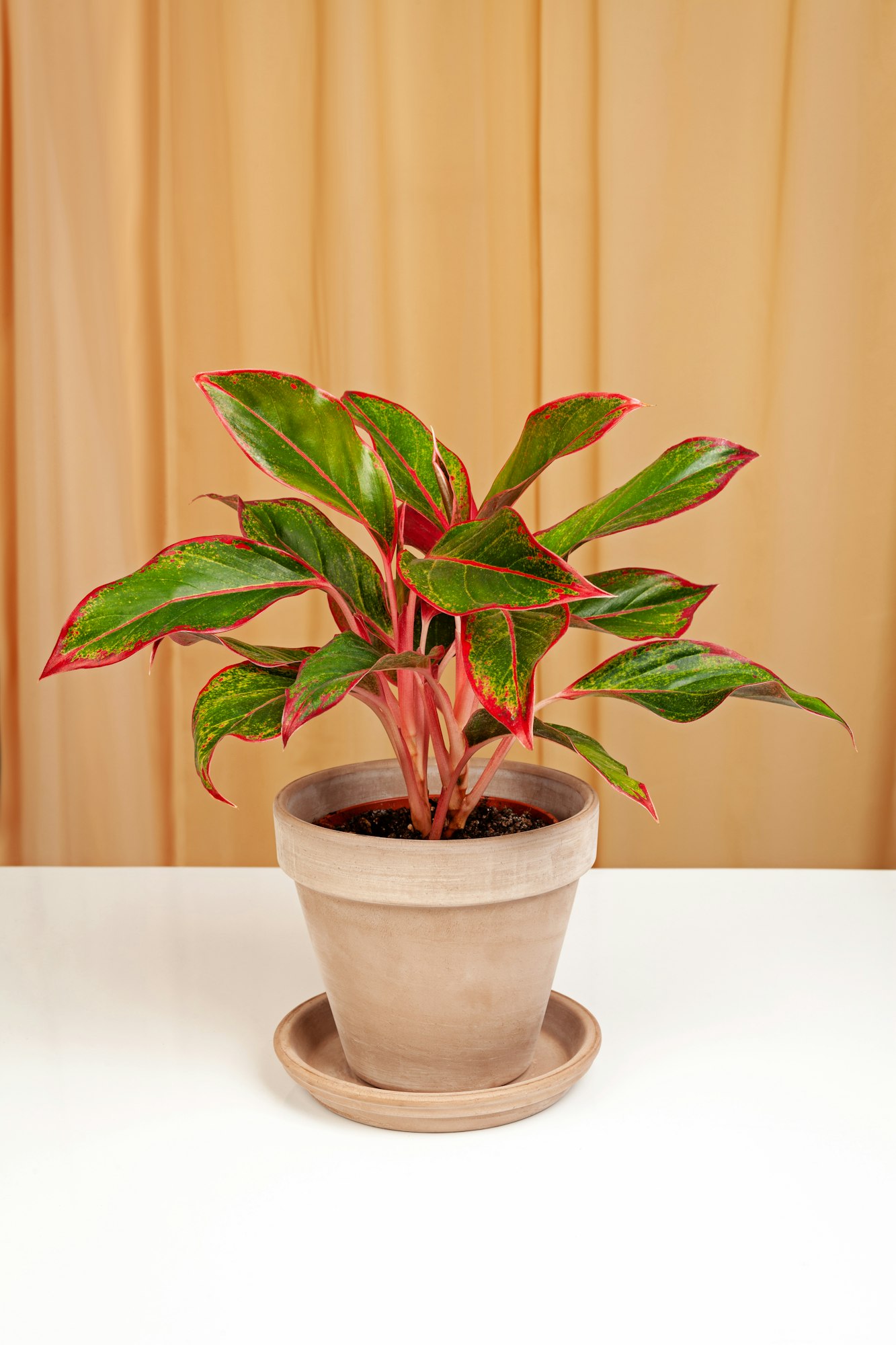 Alocasia Pictus plant