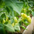 How to Grow Bell Pepper At Home (Beginners Guide)