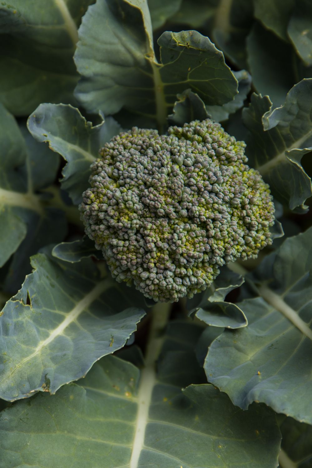 broccoli head formation