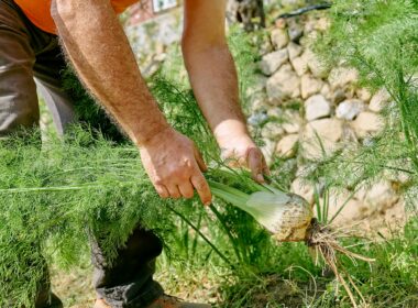 Fennel Growth Stages & Timelines