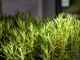 Rosemary Growth Stages & Timelines