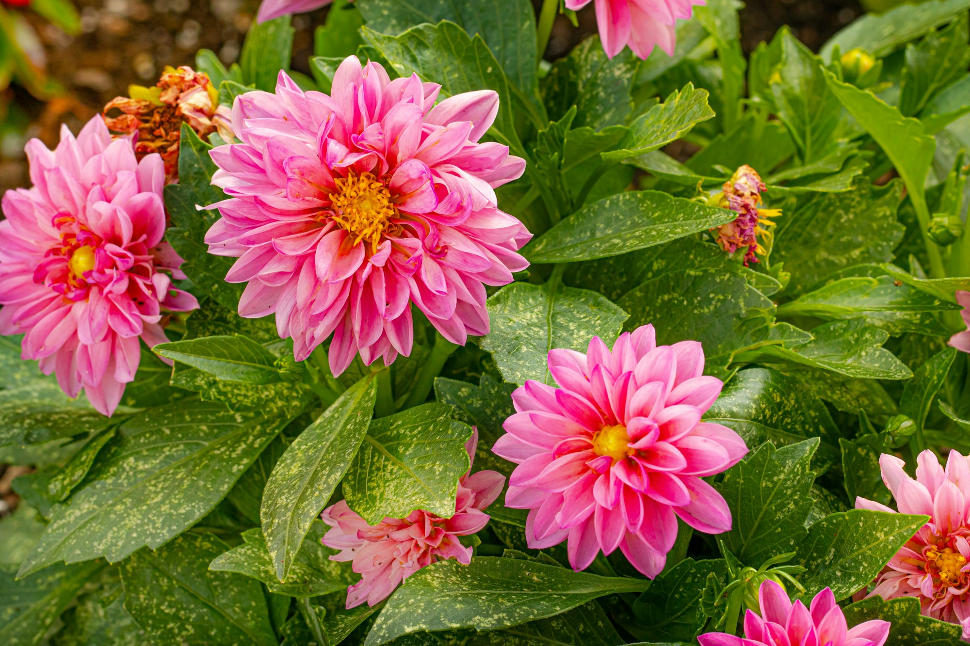 How to Grow Dahlia At Home