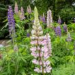 How to Grow Foxglove At Home