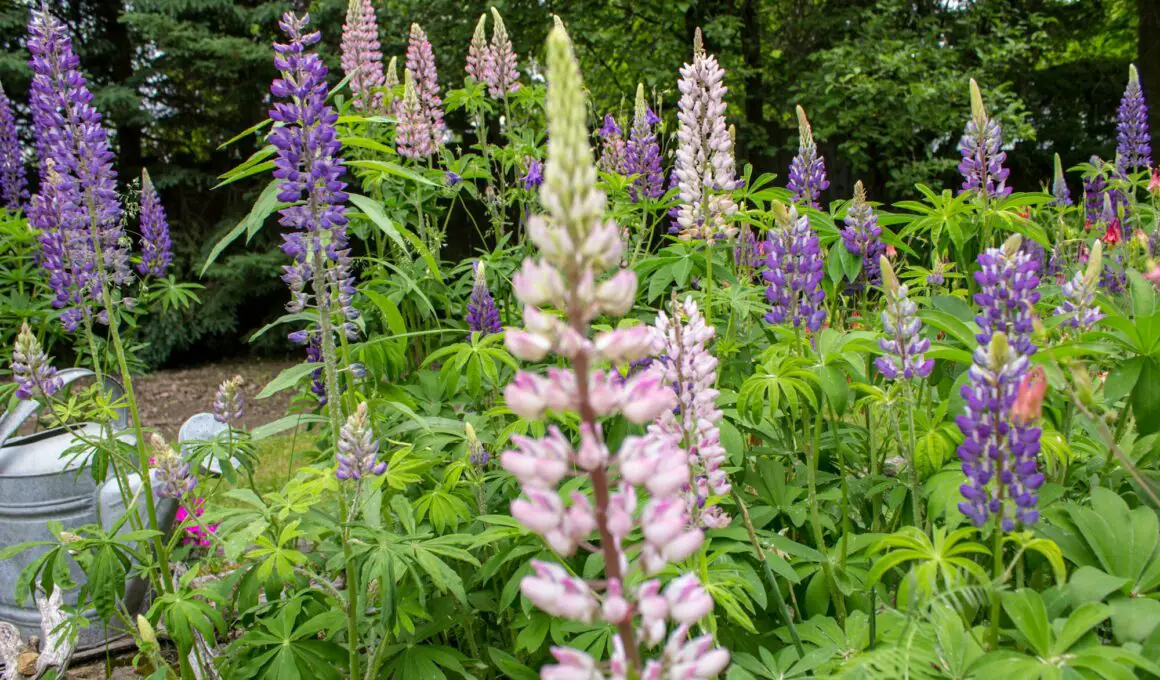 How to Grow Foxglove At Home