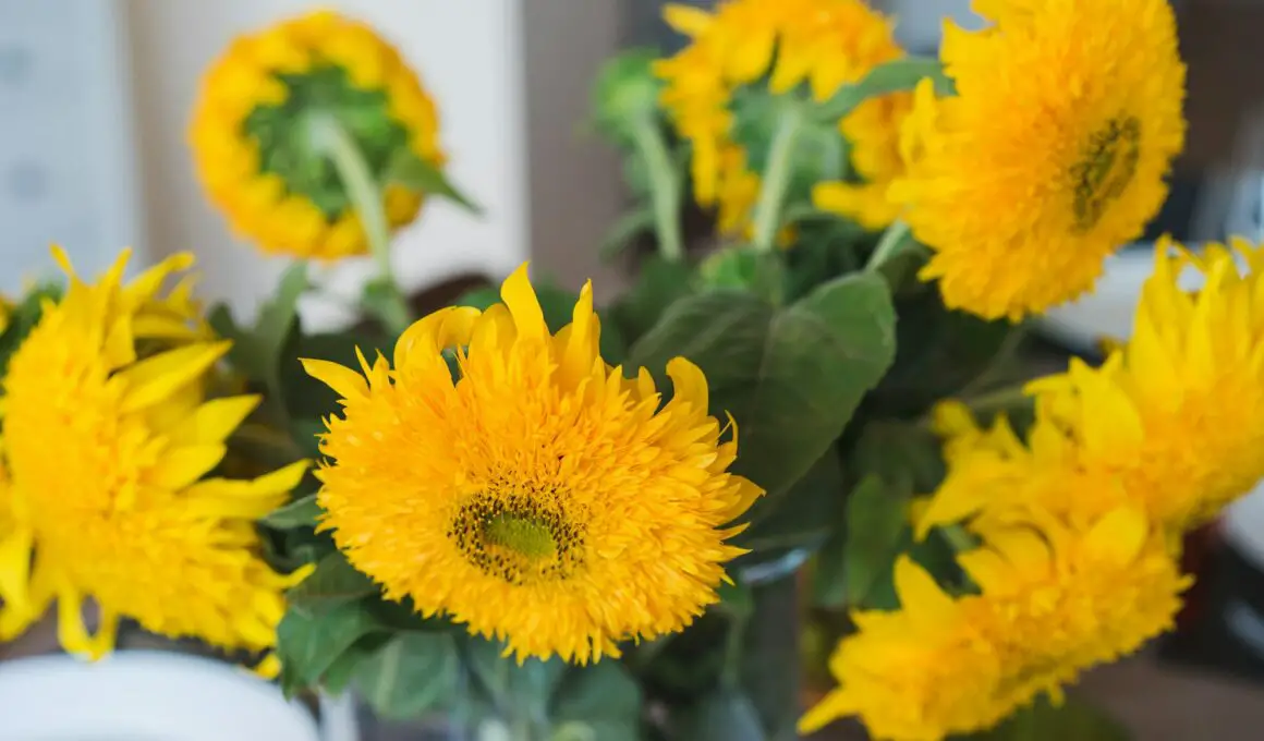 How to Grow Sunflower At Home