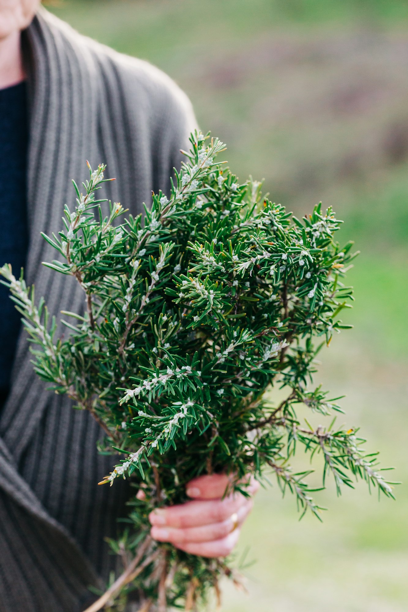 harvesting rosemary