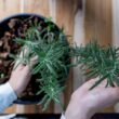 How to Grow Rosemary At Home