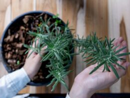 How to Grow Rosemary At Home