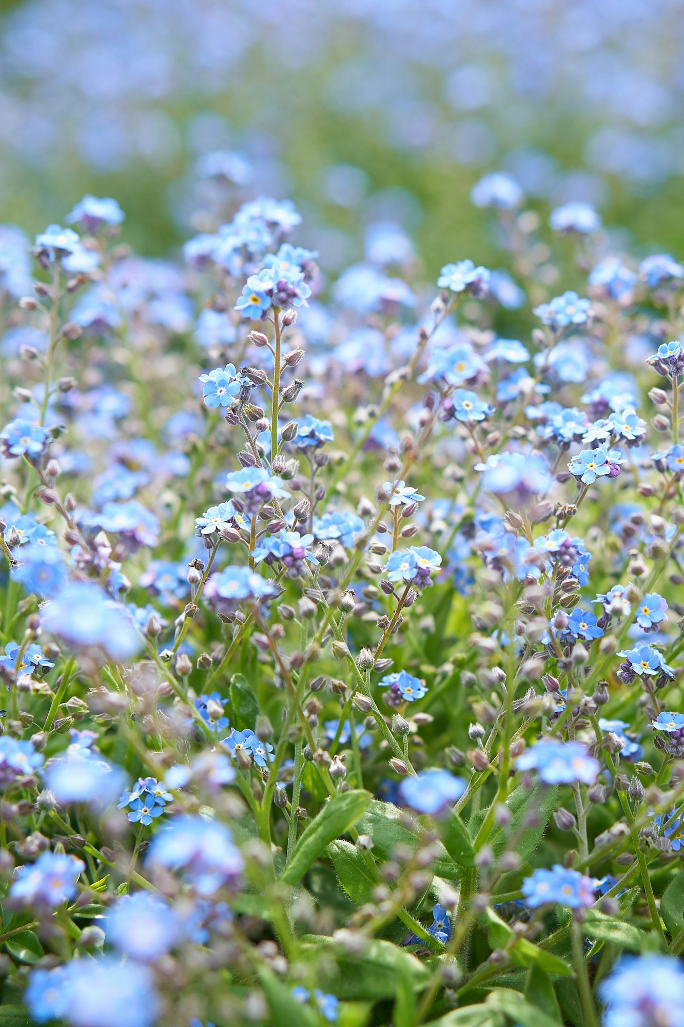 Field of blue forget-me-not flower