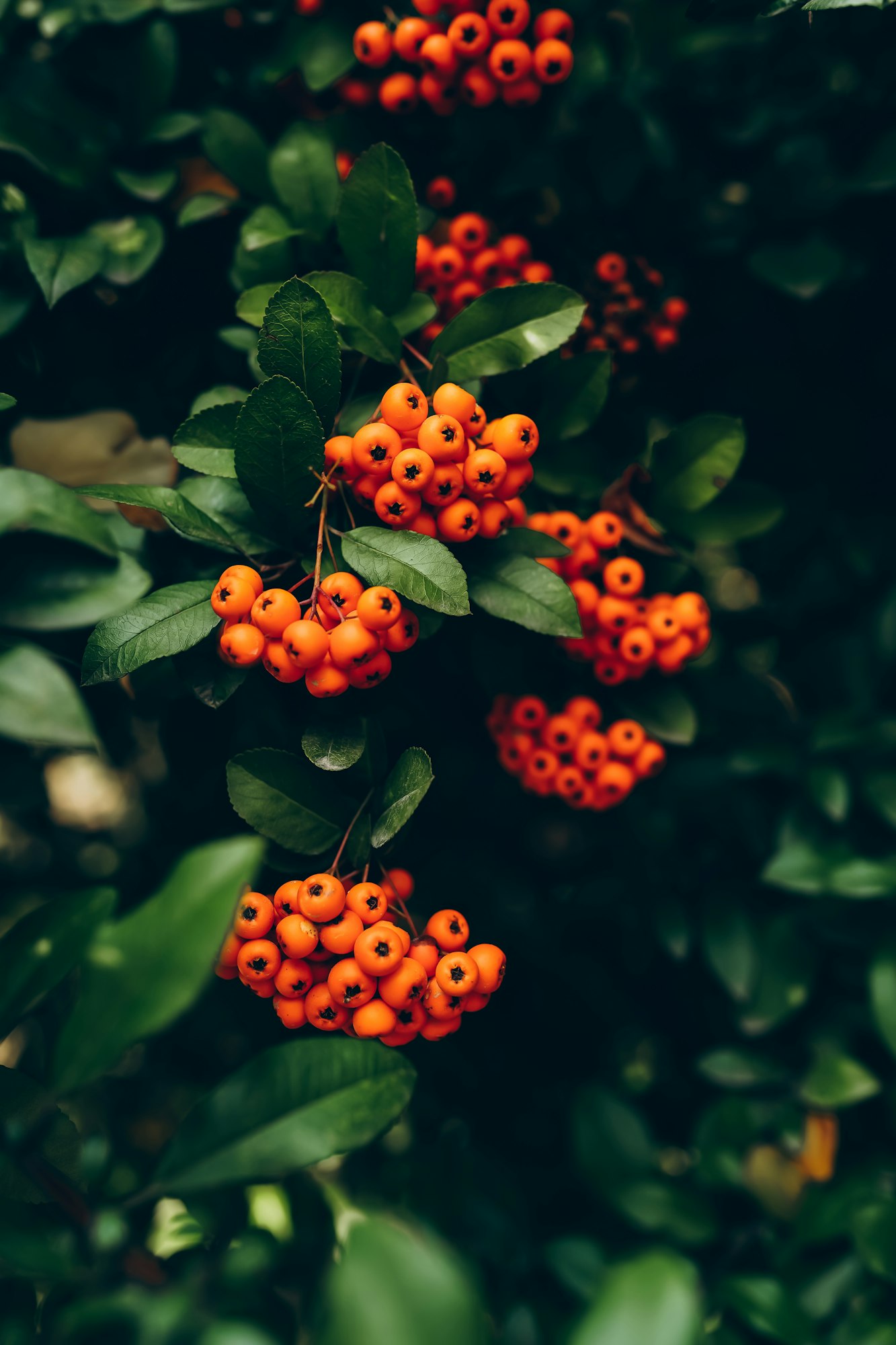 Firethorn (Pyracantha coccinea) berries
