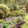 Full Sun Drought Tolerant Plants For Your Garden