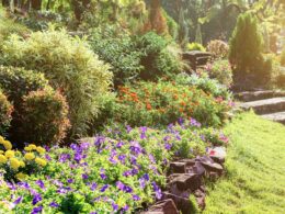 Full Sun Drought Tolerant Plants For Your Garden