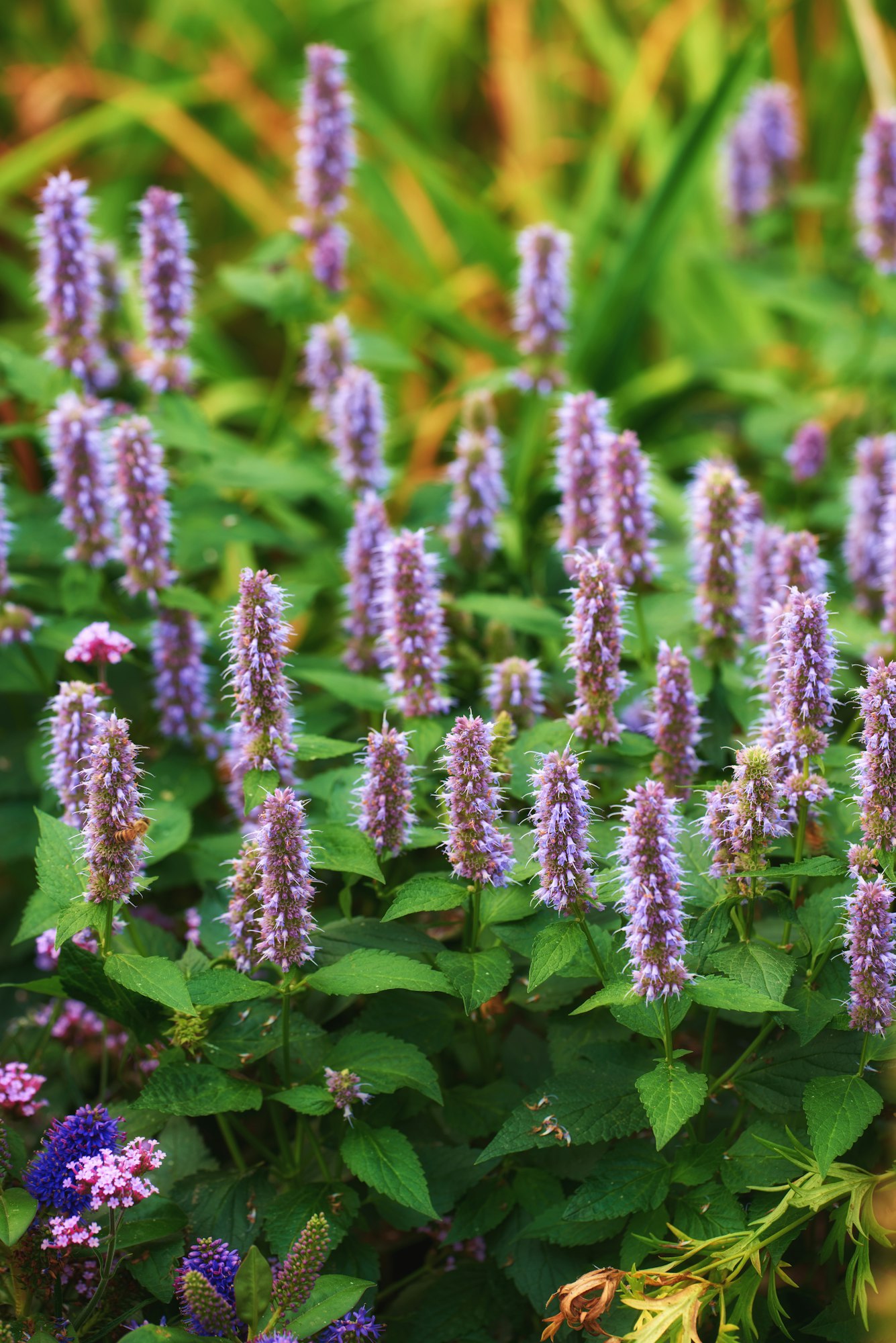Harvesting and Using Hyssop