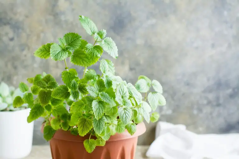 How to Grow Mint At Home