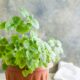 How to Grow Mint At Home