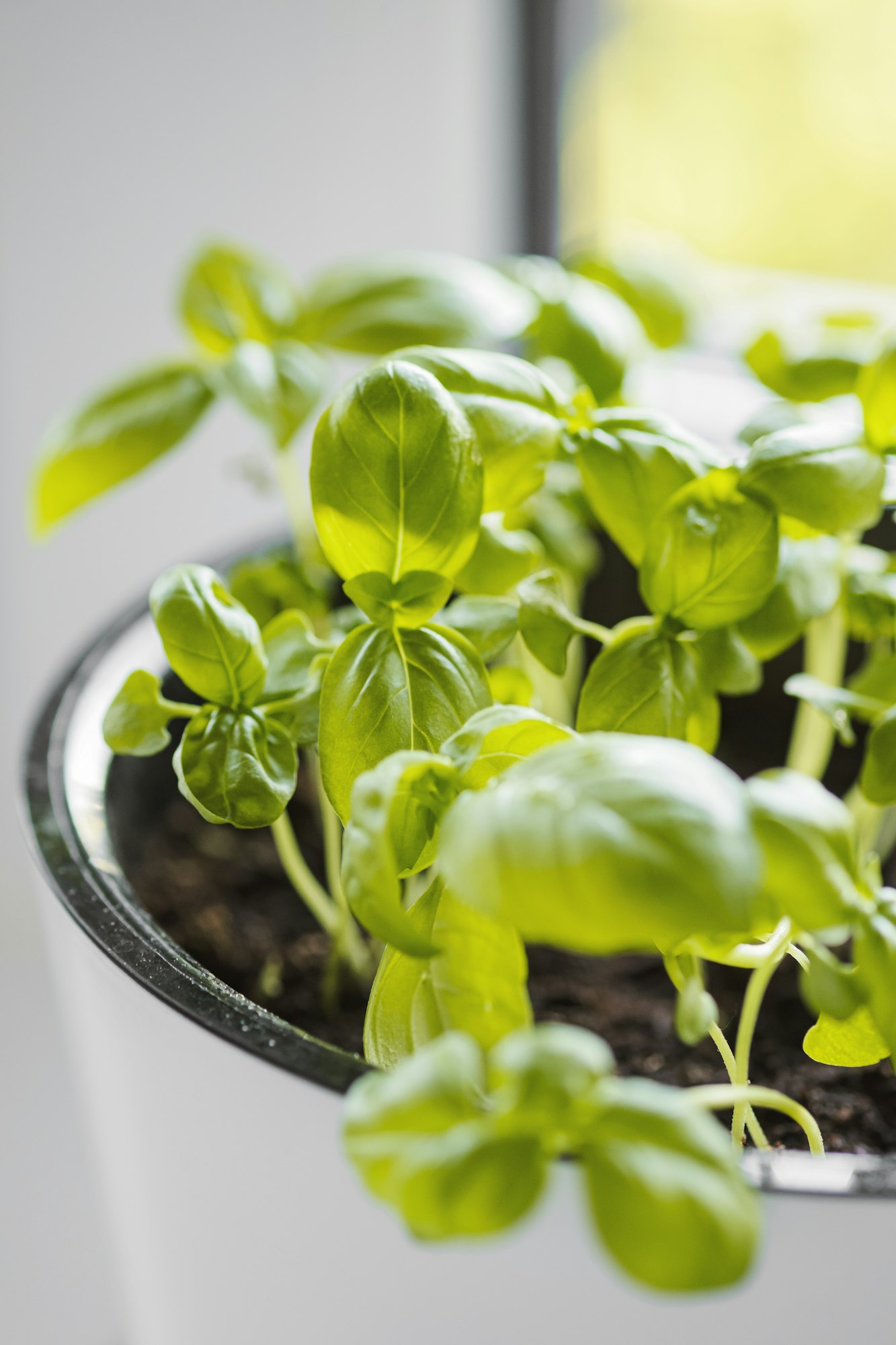 Planting Your Basil