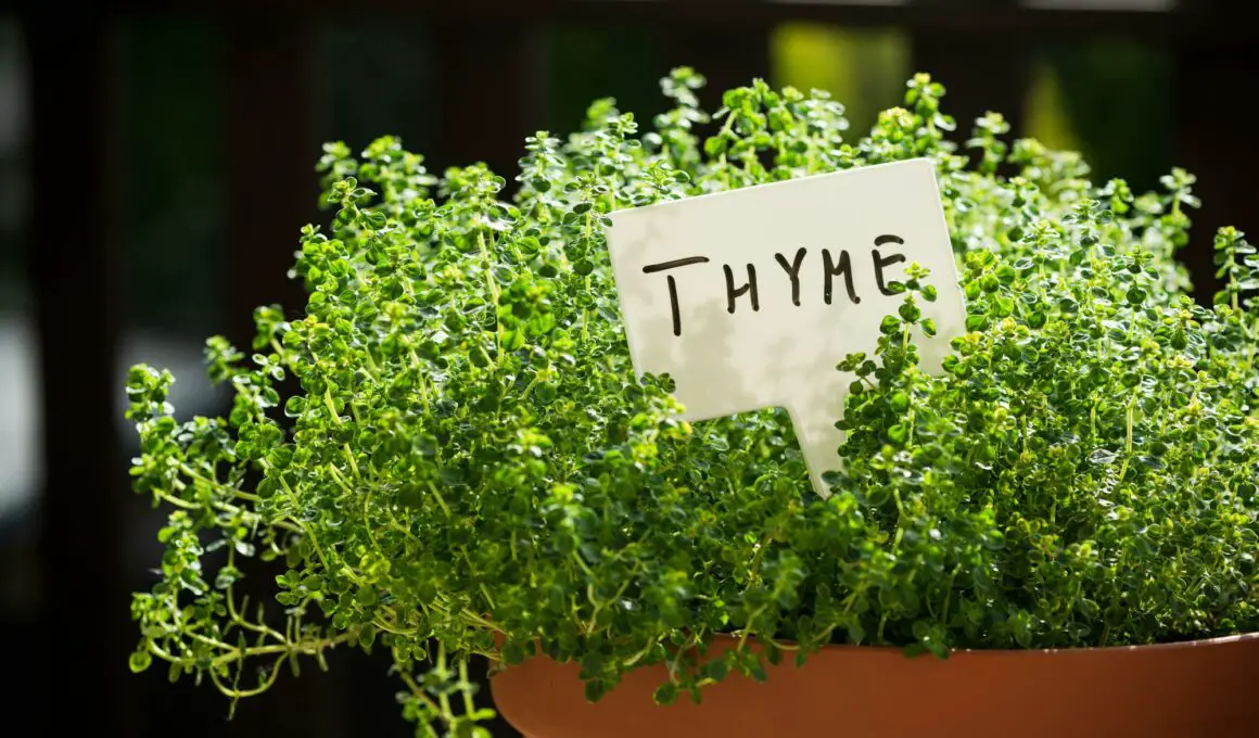 How to Grow Thyme At Home
