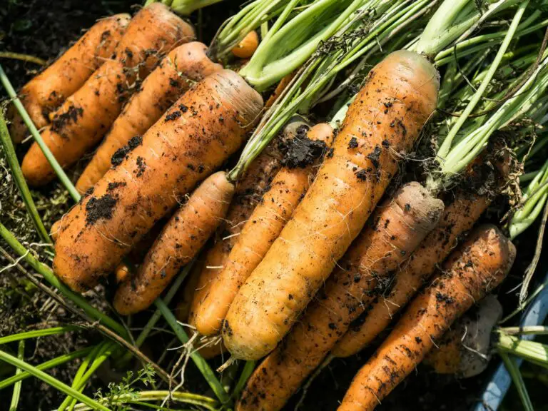 How to Grow Carrots At Home