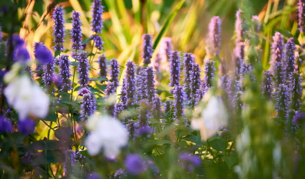 How to Grow Hyssop At Home