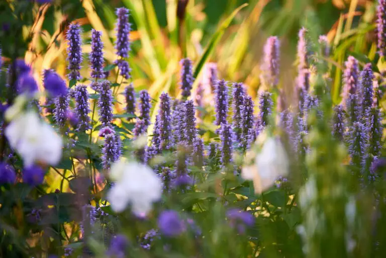 How to Grow Hyssop At Home