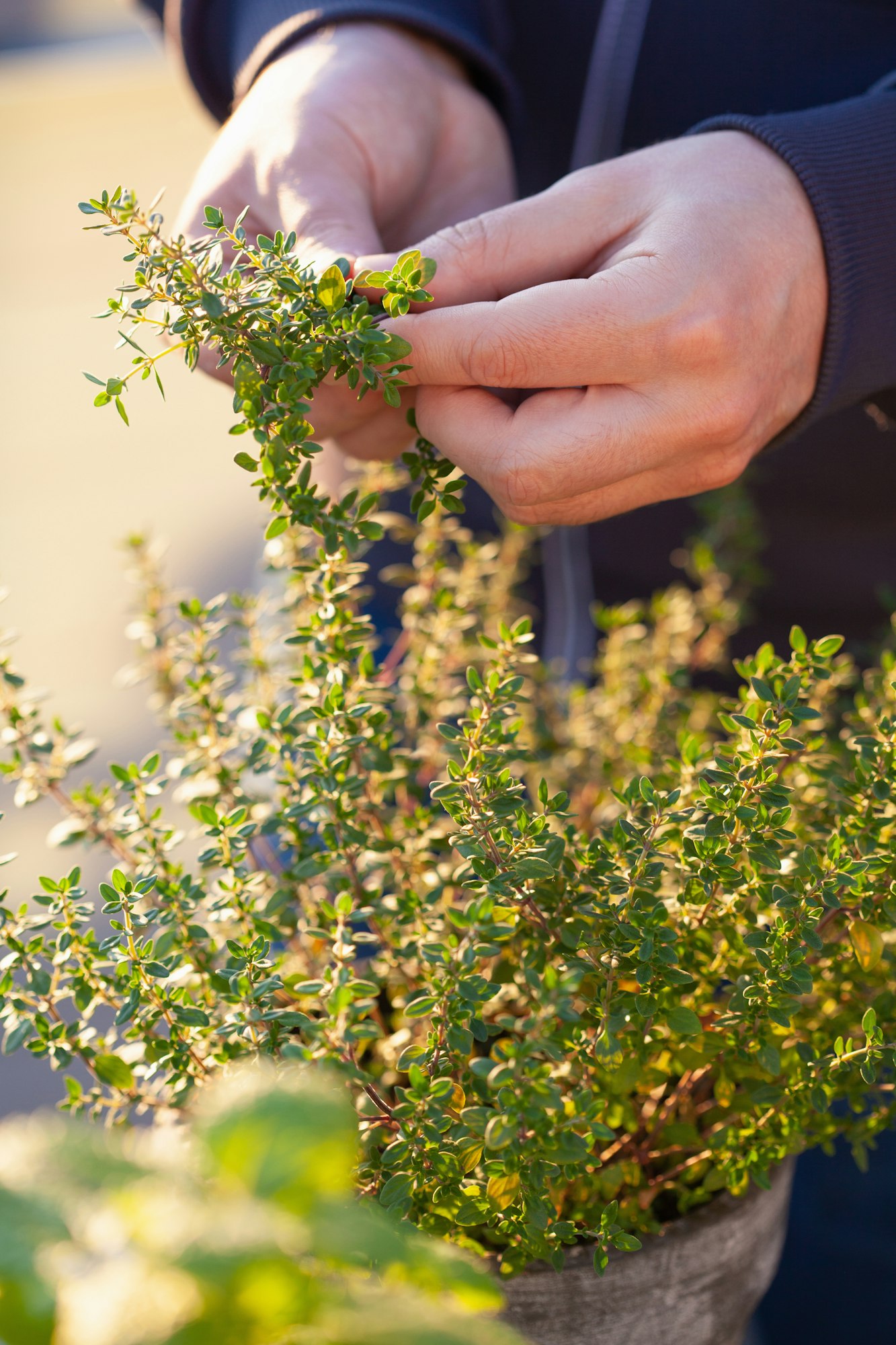 Harvesting and Using Your Thyme