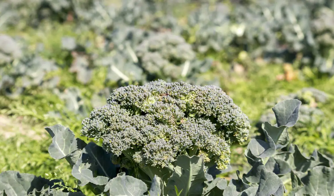 Broccoli Growth Stages & Timelines