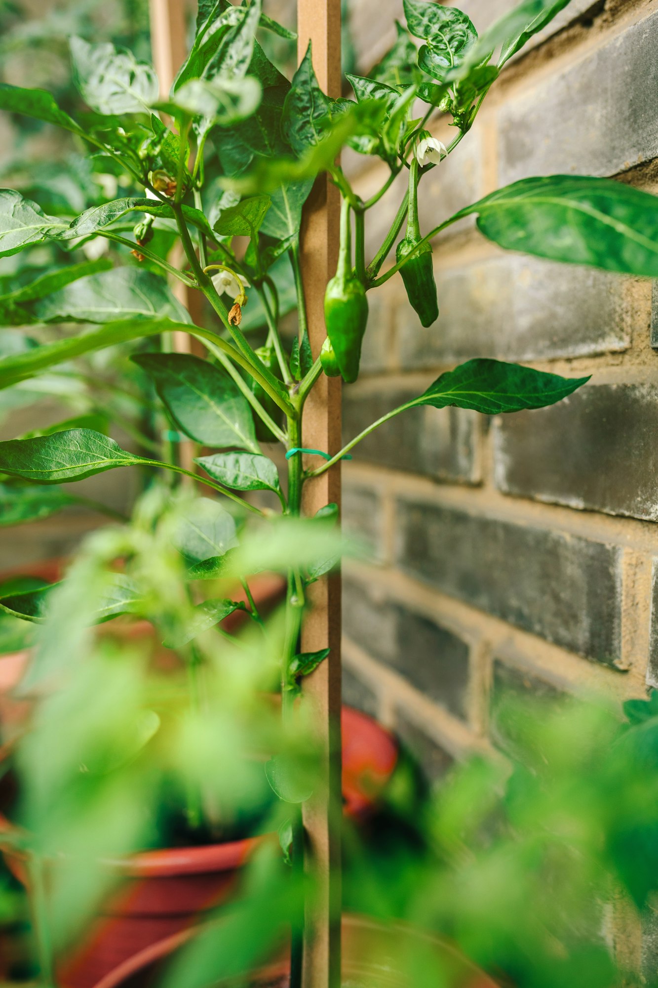 Green peppers growing 