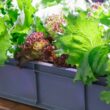How to Grow Lettuce At Home (Beginners Guide)