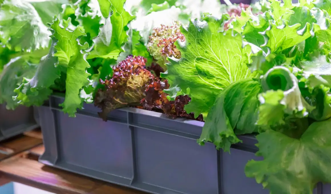 How to Grow Lettuce At Home (Beginners Guide)