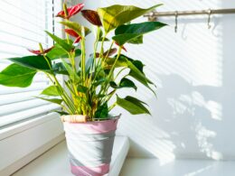 Houseplants With the Most Beautiful Flowers