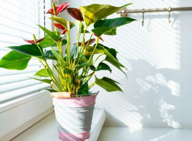 Houseplants With the Most Beautiful Flowers