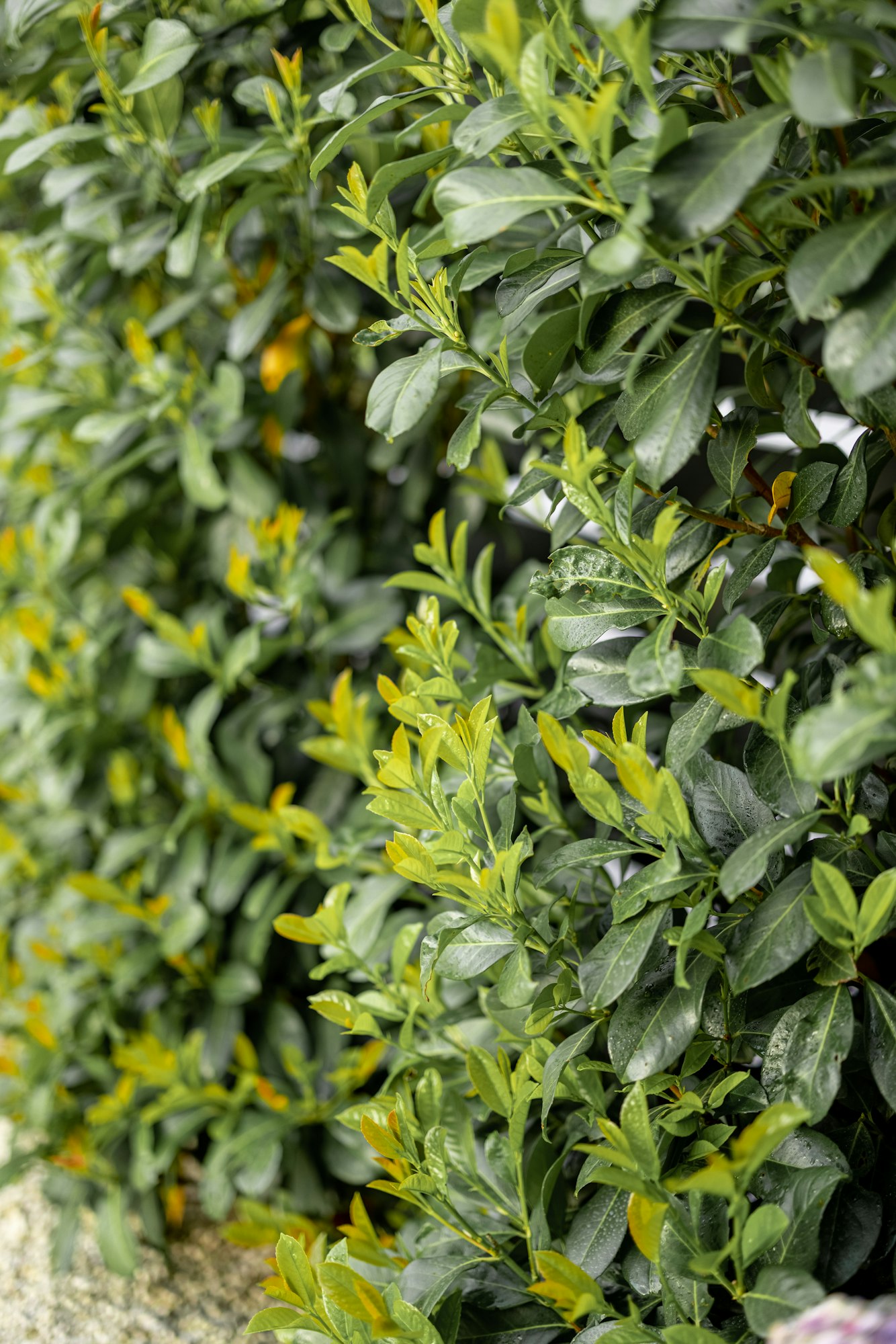 Cherry Laurel evergreen