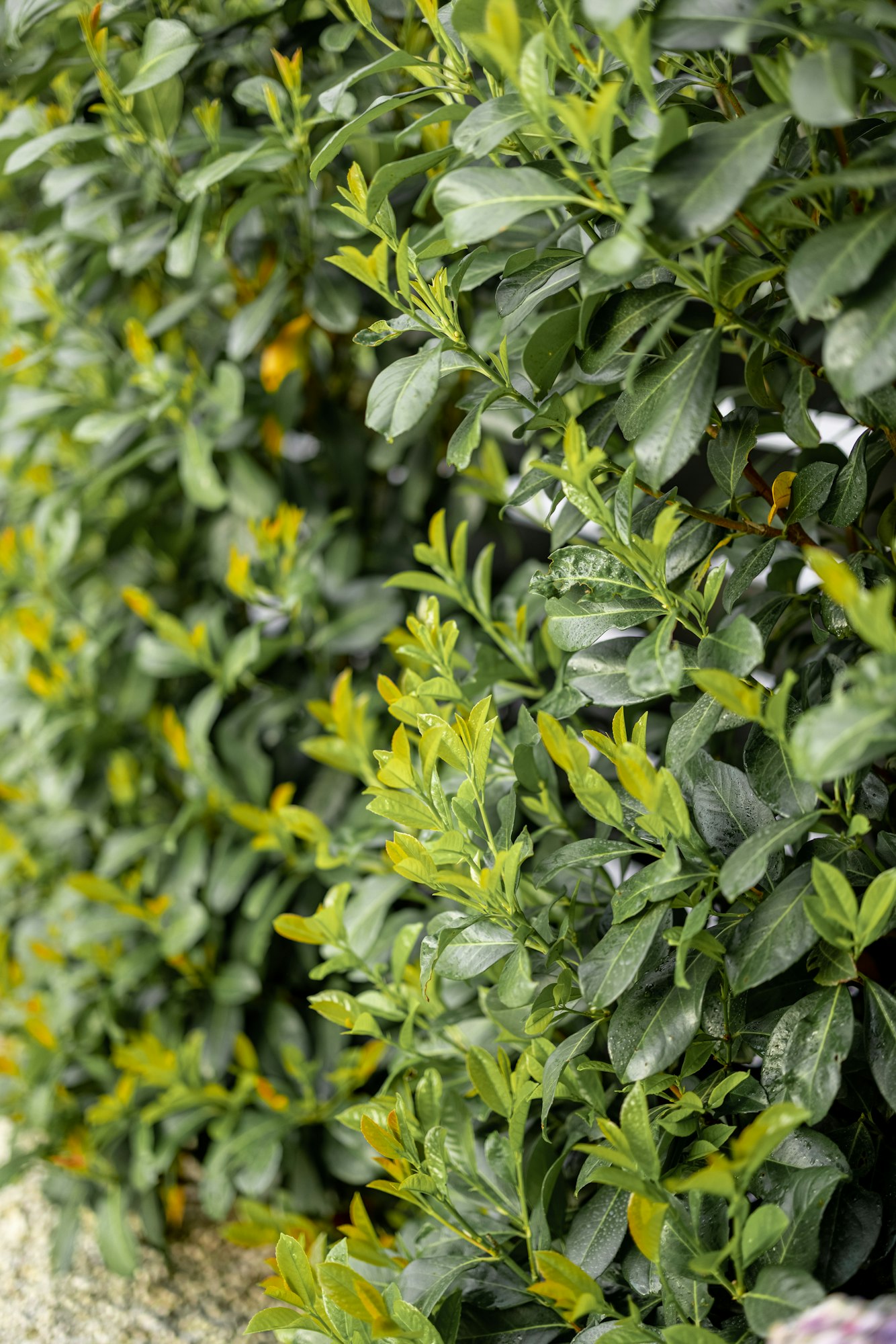 Cherry Laurel evergreen 