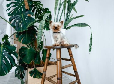 Pet-Friendly Houseplants Safe for Cats and Dogs