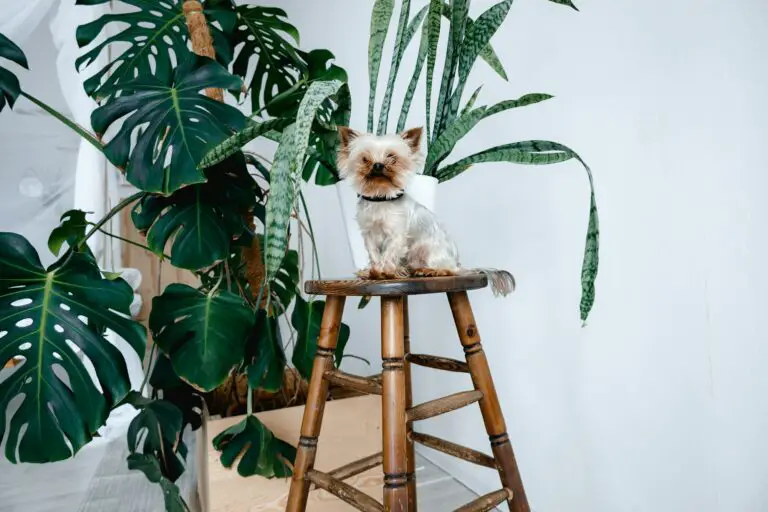 Pet-Friendly Houseplants Safe for Cats and Dogs