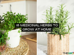 18 Medicinal Herbs to Grow At Home