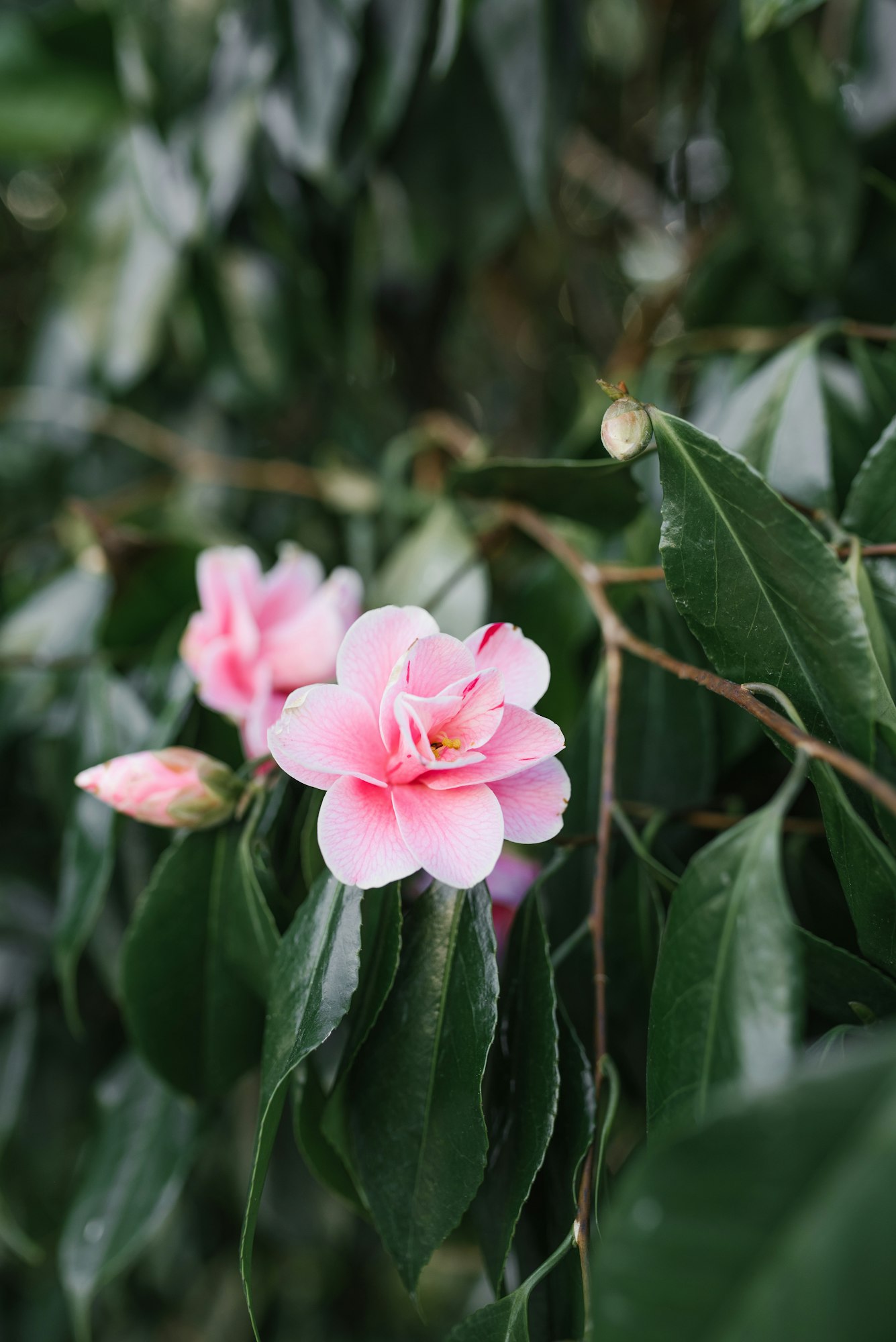 Pink camellia flowers