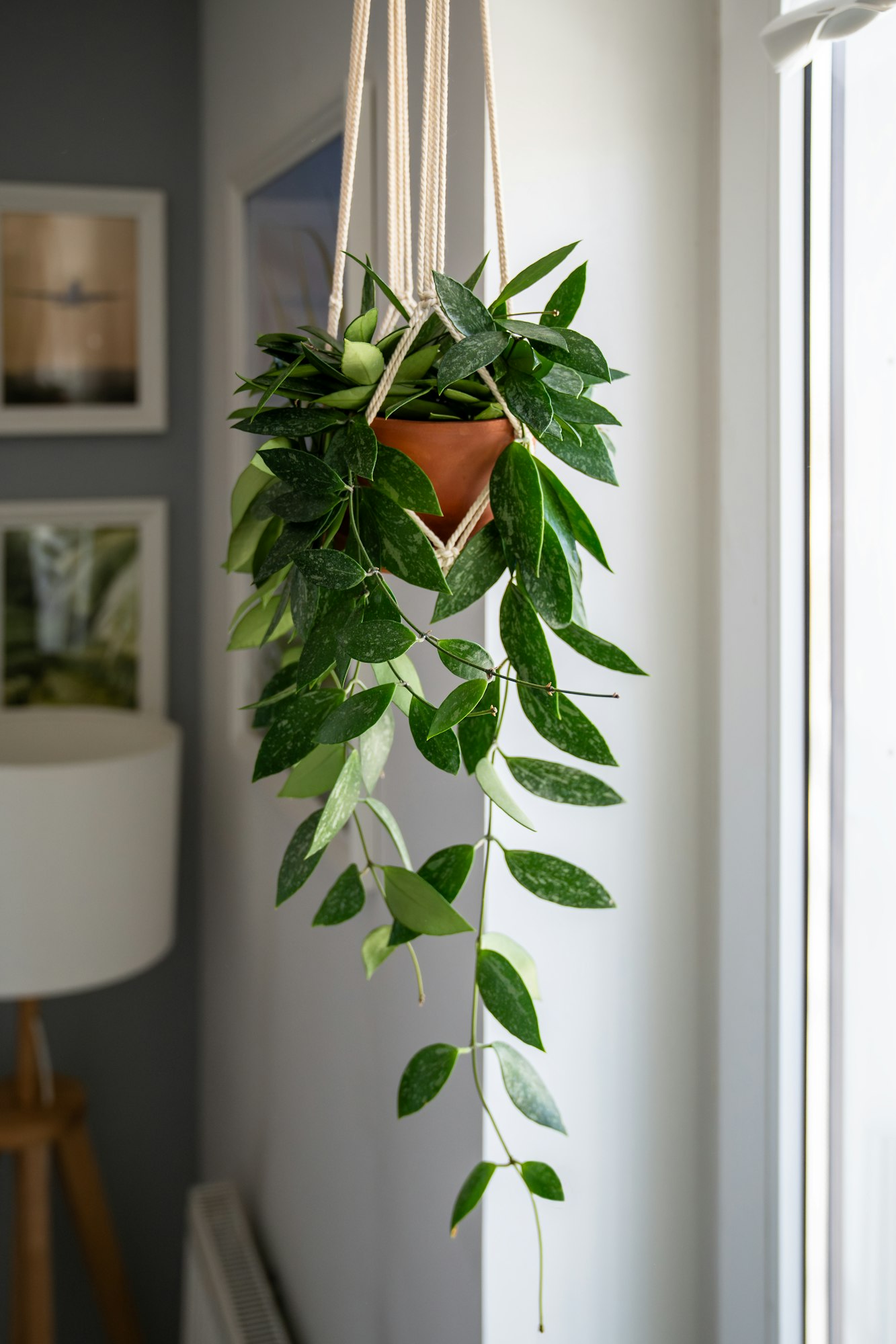 Plant Hoya 