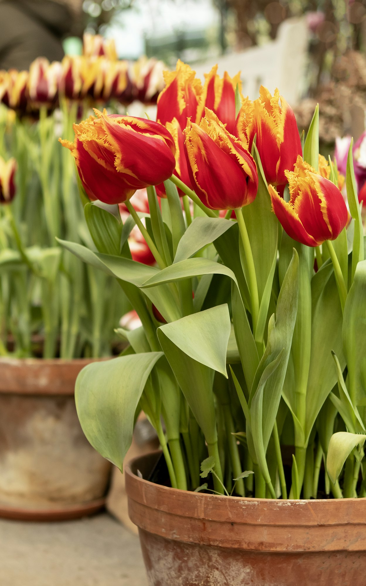 Red tulips flowers in the garden