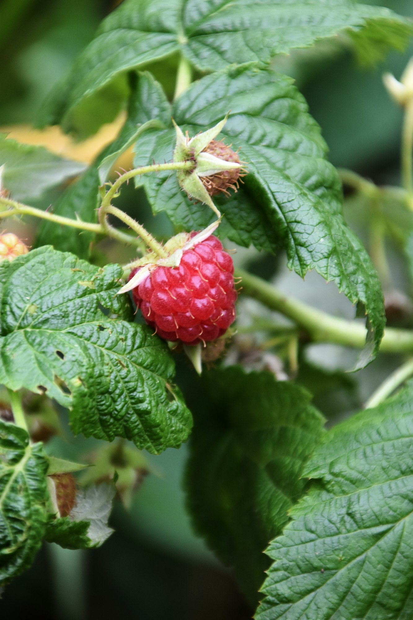 raspberry developing