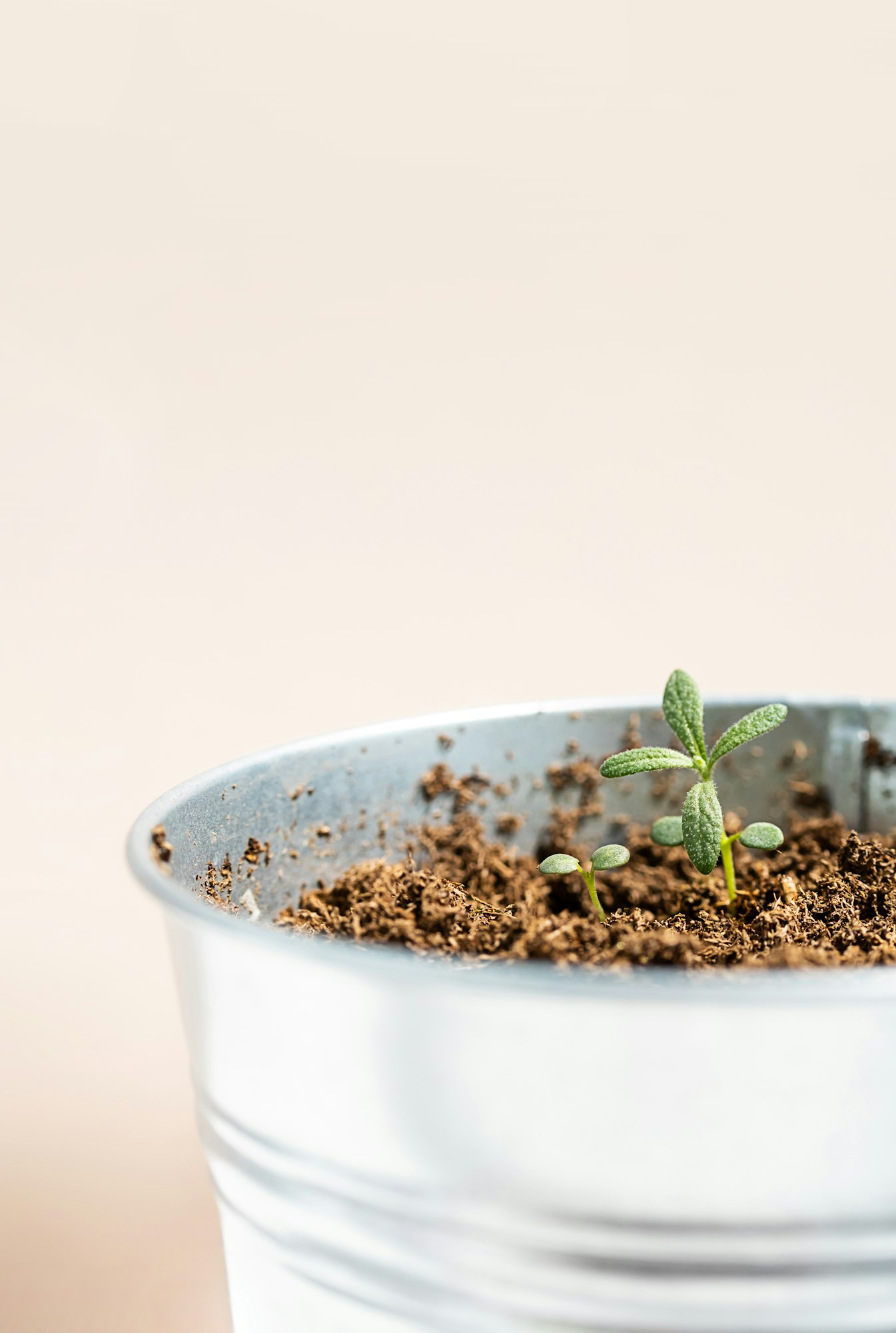 Rosemary Seed Germination