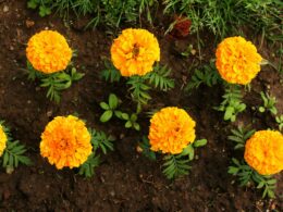Marigolds Growth Stages & Timelines