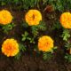 Marigolds Growth Stages & Timelines