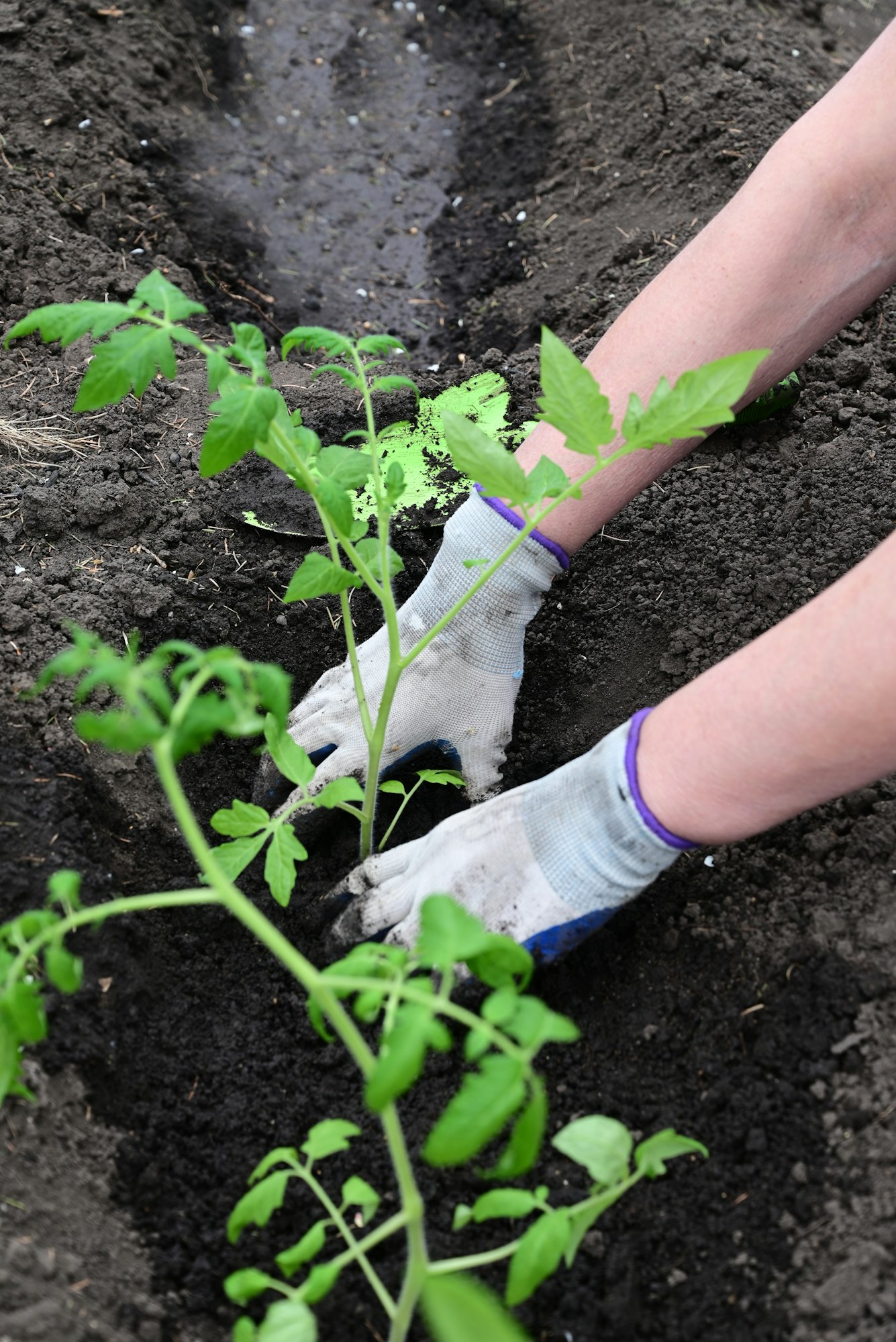 Transplanting Seedlings Outdoors