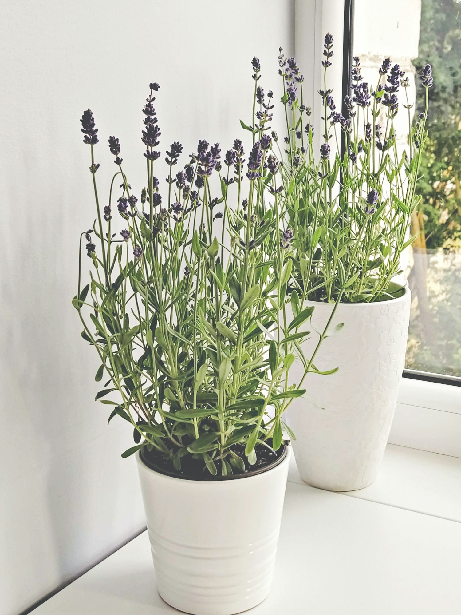 Lavender herb