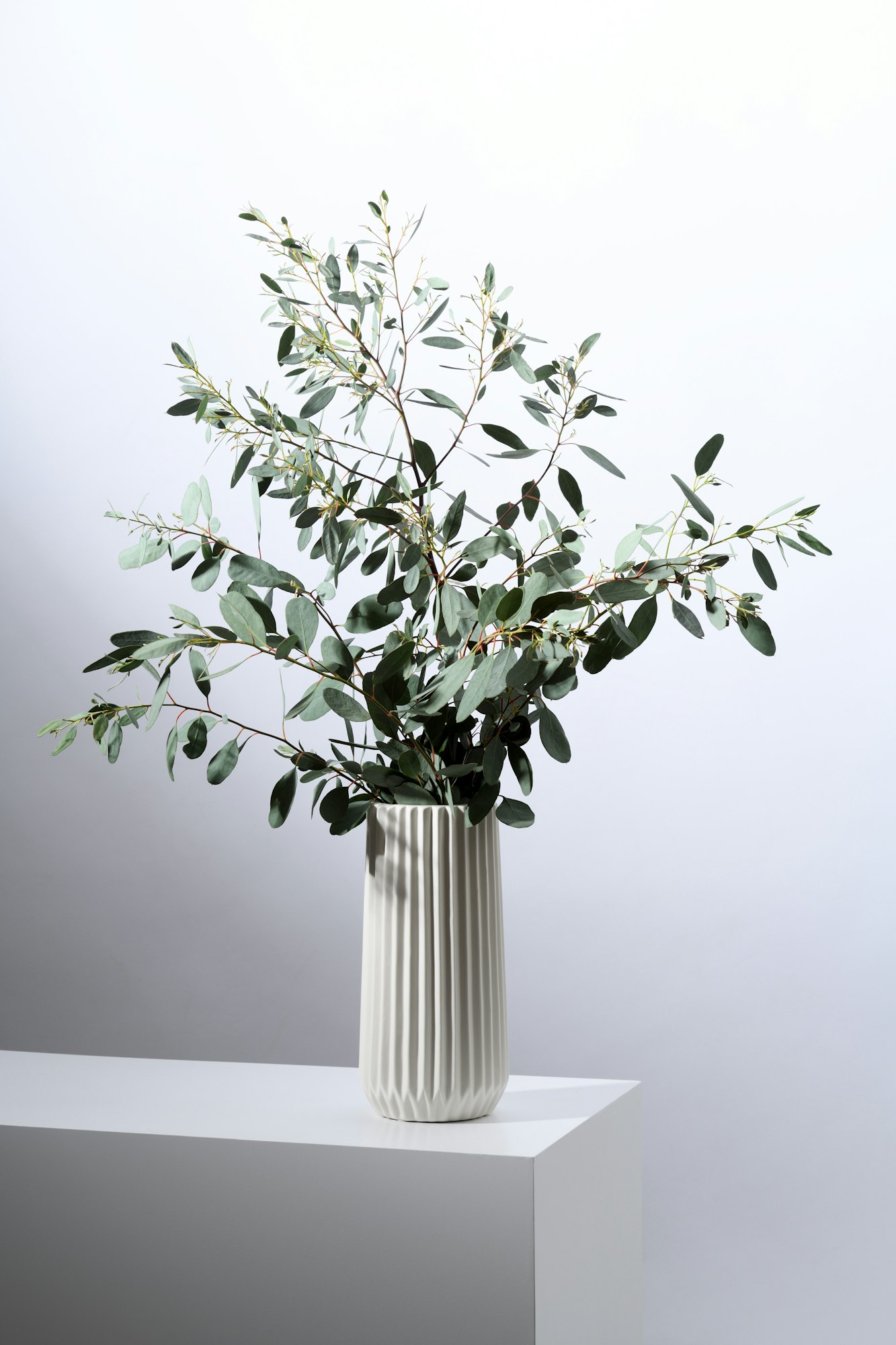 Vase with eucalyptus leaves