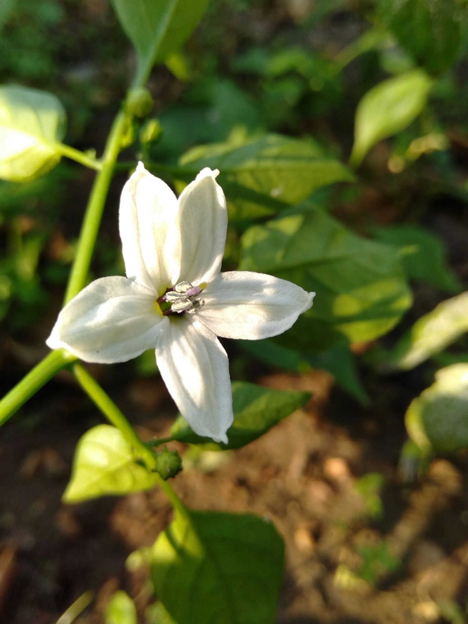 pepper flowering